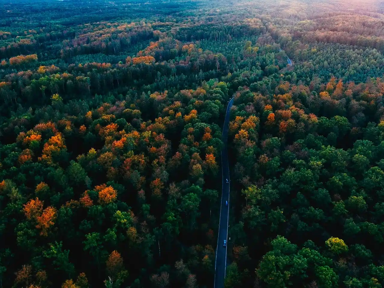 The Black Forest