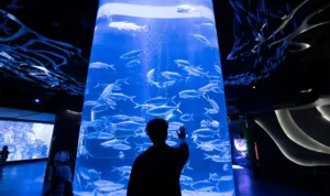 Wisata Jakarta Aquarium & Safari: Destinasi Edukatif dan Hiburan Keluarga di Tengah Kota