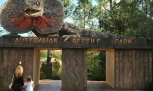 Australian Reptile Park Edukasi dan Petualangan Alam Sekaligus