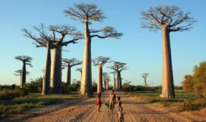 Madagaskar Surga Ekowisata yang Masih Alami_11zon (1) Madagaskar Surga Ekowisata yang Masih Alami