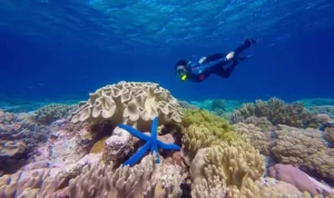 Wisata Wakatobi, Destinasi dengan Keindahan Laut yang Tak Tertandingi