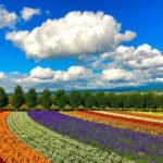Furano Hokkaido Flower Fields Furano Hamparan Bunga Lavender Terindah di Jepang
