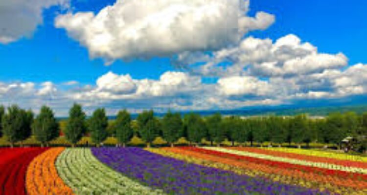 Furano Hokkaido Flower Fields Furano Hamparan Bunga Lavender Terindah di Jepang