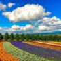 Furano Hokkaido Flower Fields Furano Hamparan Bunga Lavender Terindah di Jepang