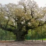 Wisata Legendaris di Sherwood Forest Hutan Robin Hood yang Penuh Kisah