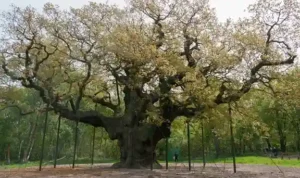 Wisata Legendaris di Sherwood Forest Hutan Robin Hood yang Penuh Kisah_11zon Wisata Legendaris di Sherwood Forest Hutan Robin Hood yang Penuh Kisah