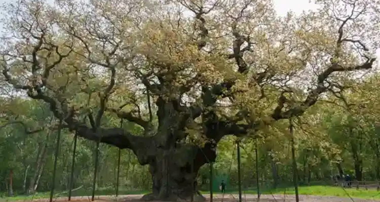 Wisata Legendaris di Sherwood Forest Hutan Robin Hood yang Penuh Kisah