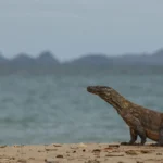 Pulau Rinca, Habitat Komodo yang Membuat Orang Datang dengan Rasa Kagum