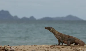 Pulau Rinca, Habitat Komodo yang Membuat Orang Datang dengan Rasa Kagum