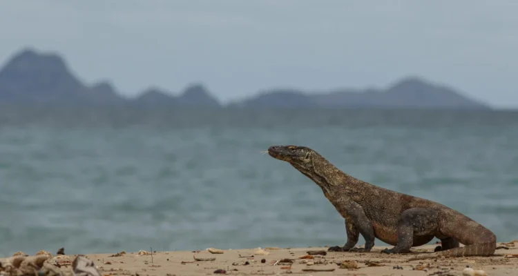 Pulau Rinca, Habitat Komodo yang Membuat Orang Datang dengan Rasa Kagum