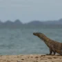 Pulau Rinca, Habitat Komodo yang Membuat Orang Datang dengan Rasa Kagum