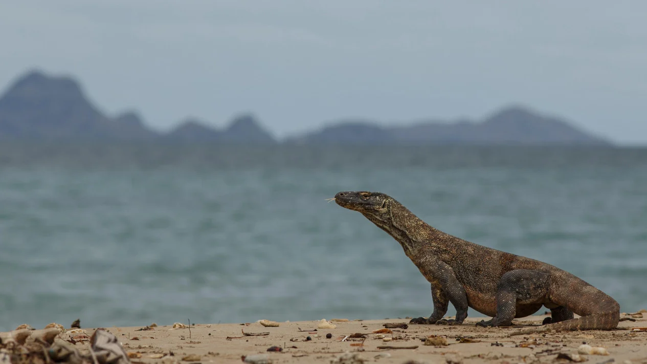 Pulau Rinca, Habitat Komodo yang Membuat Orang Datang dengan Rasa Kagum