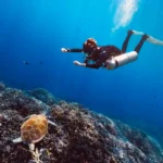 Pulau Sipadan Sabah, Surga Diving Malaysia yang Terkenal di Dunia