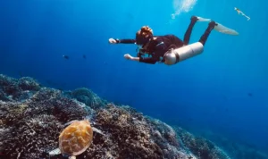 Pulau Sipadan Sabah, Surga Diving Malaysia yang Terkenal di Dunia