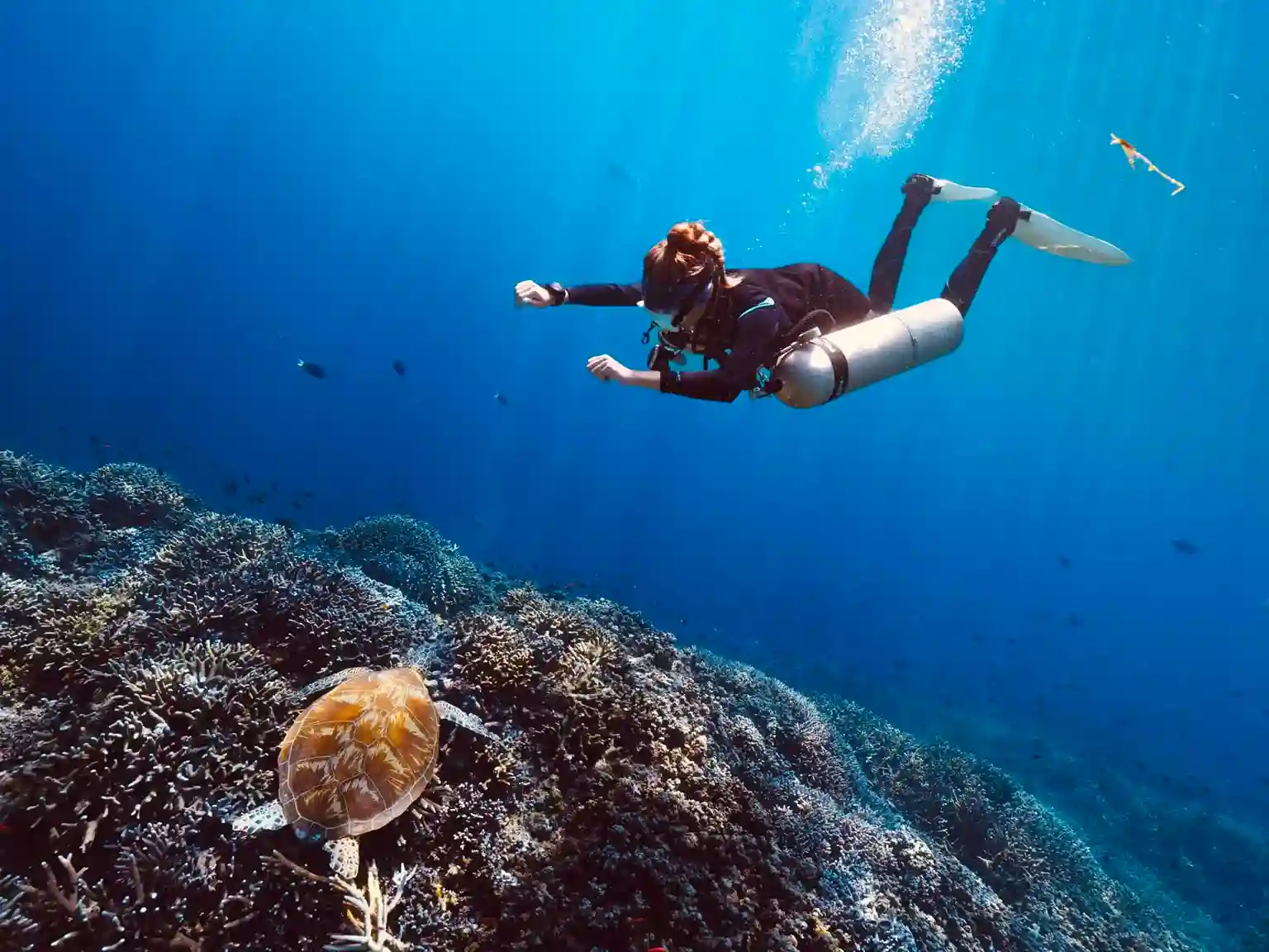 Pulau Sipadan Sabah, Surga Diving Malaysia yang Terkenal di Dunia