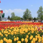 Wisata Bunga Tulip, Perjalanan Warna yang Selalu Diburu Pecinta Liburan
