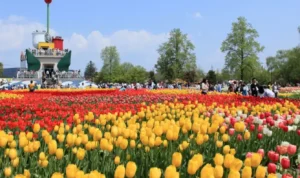 Wisata Bunga Tulip, Perjalanan Warna yang Selalu Diburu Pecinta Liburan