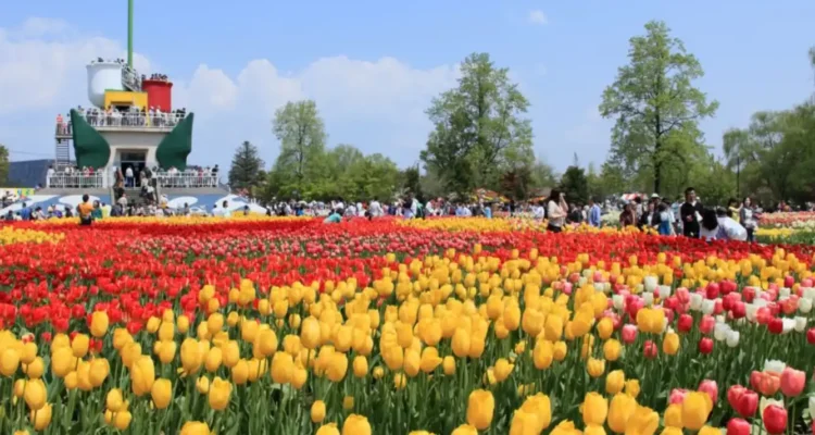 Wisata Bunga Tulip, Perjalanan Warna yang Selalu Diburu Pecinta Liburan