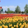 Wisata Bunga Tulip, Perjalanan Warna yang Selalu Diburu Pecinta Liburan