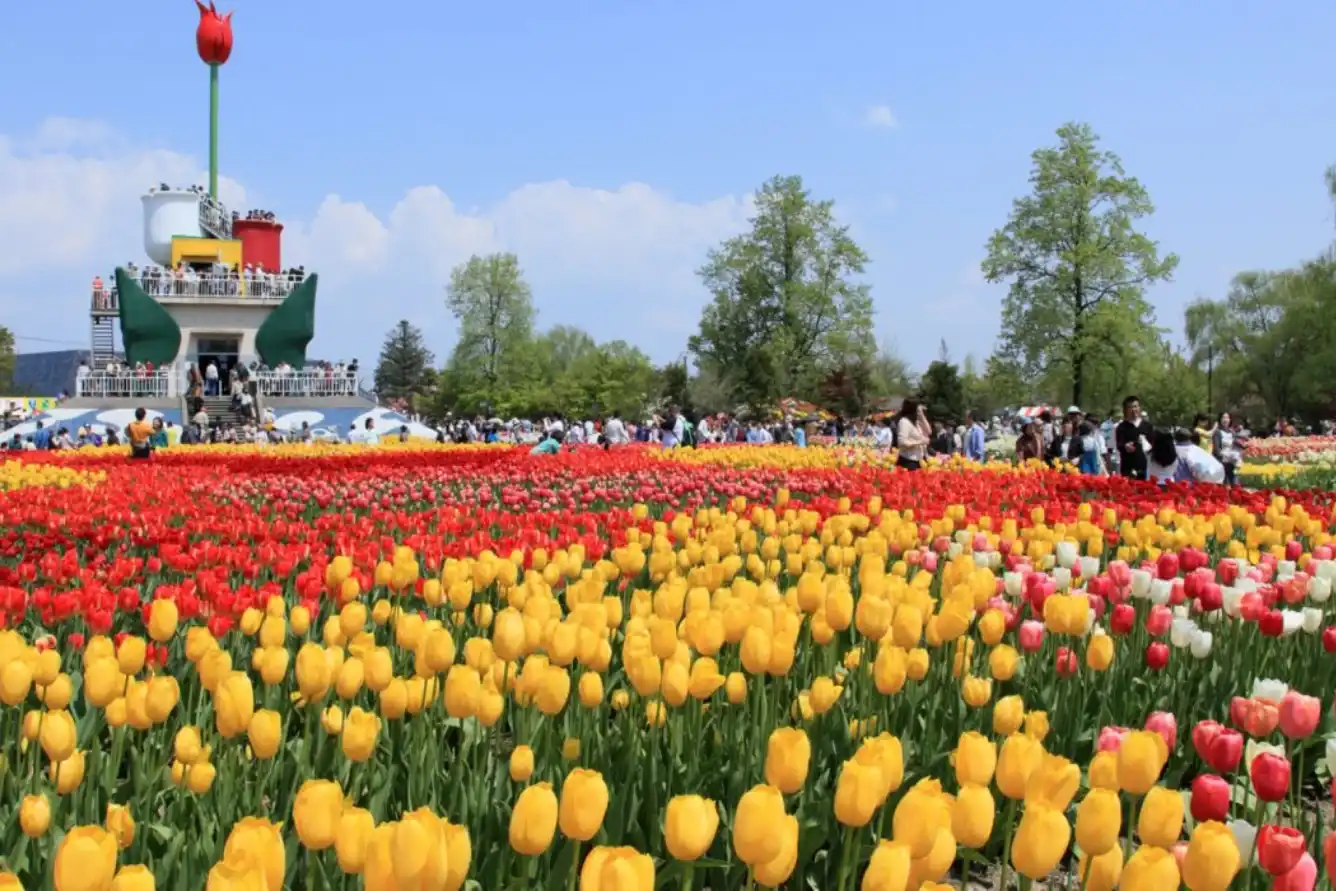 Wisata Bunga Tulip, Perjalanan Warna yang Selalu Diburu Pecinta Liburan